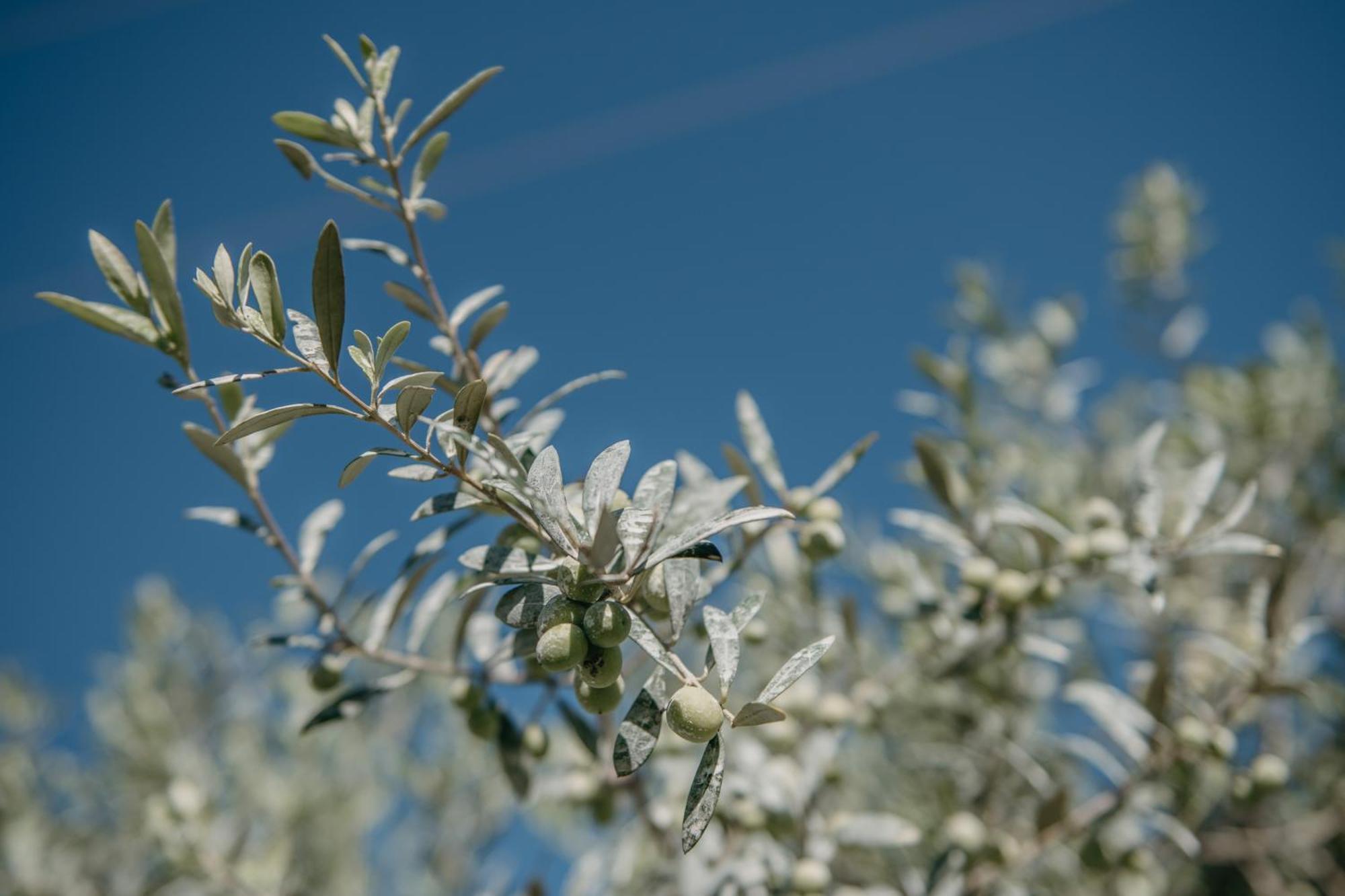 Agroturismo Ses Talaies Ciutadella  Zewnętrze zdjęcie